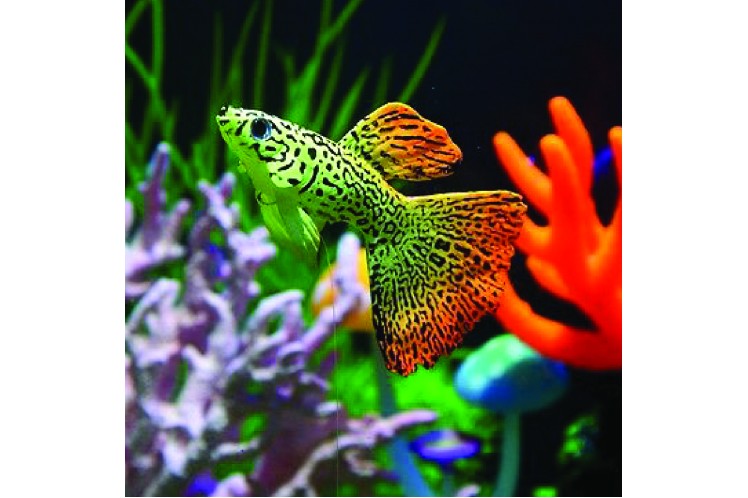 My First Guppy A Beginner S Guide To Guppy Care
