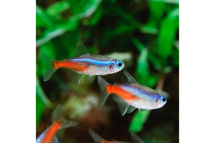 How to Control and Prevent Algae in Your Fish Tank - Reducing Algae Growth In A Marine Fish Tank