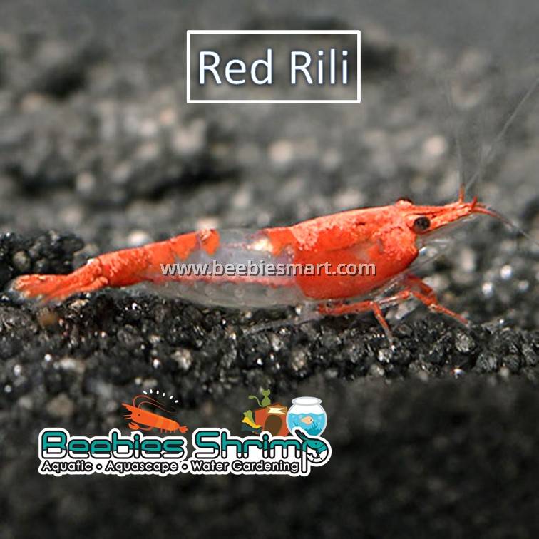 Red Ril Red Rili Shrimp