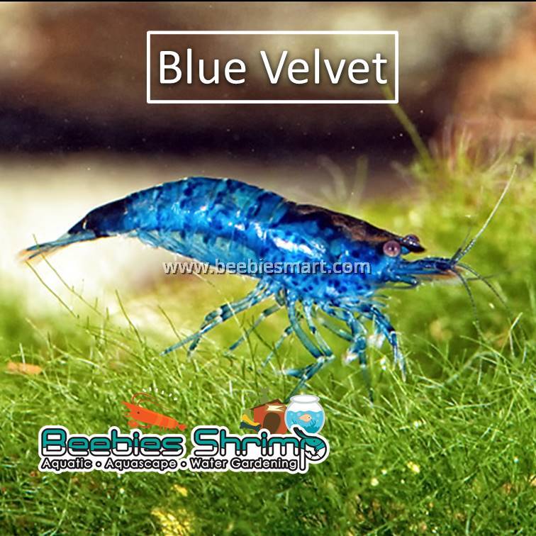 Blue Velvet Shrimp