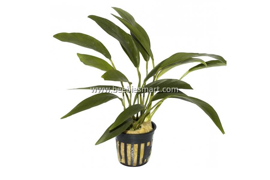 Anubias Lanceolata