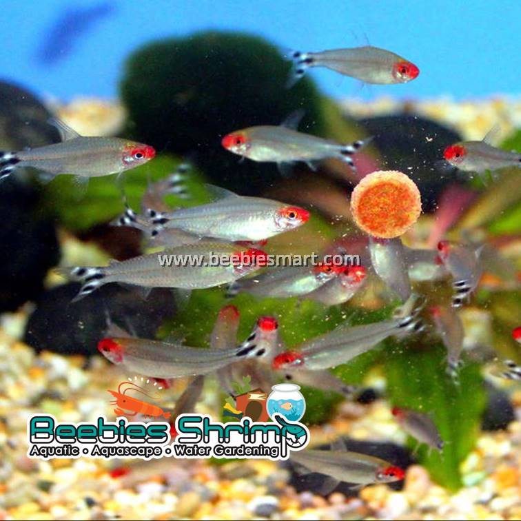 Rummy Nose Tetra
