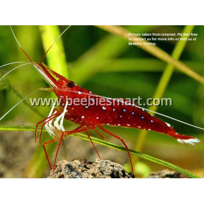 Sulawesi White Hand Shrimp