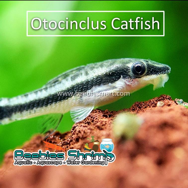 Otocinclus Catfish (Otto Algae Eater)