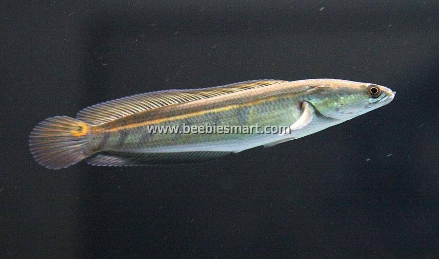 Mahrub Fish Channa maru, channa yellow sentarum. Most Channa fish in Klang. Channa ...