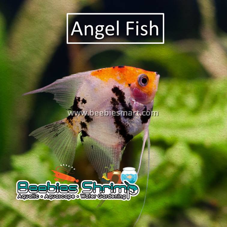 TRICOLOUR ANGELFISH