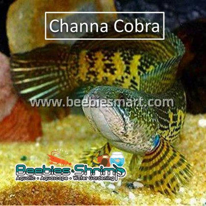 CHANNA COBRA (Aurantimaculata) (5 inch) 眼镜蛇雷龙. Most Channa fish in ...
