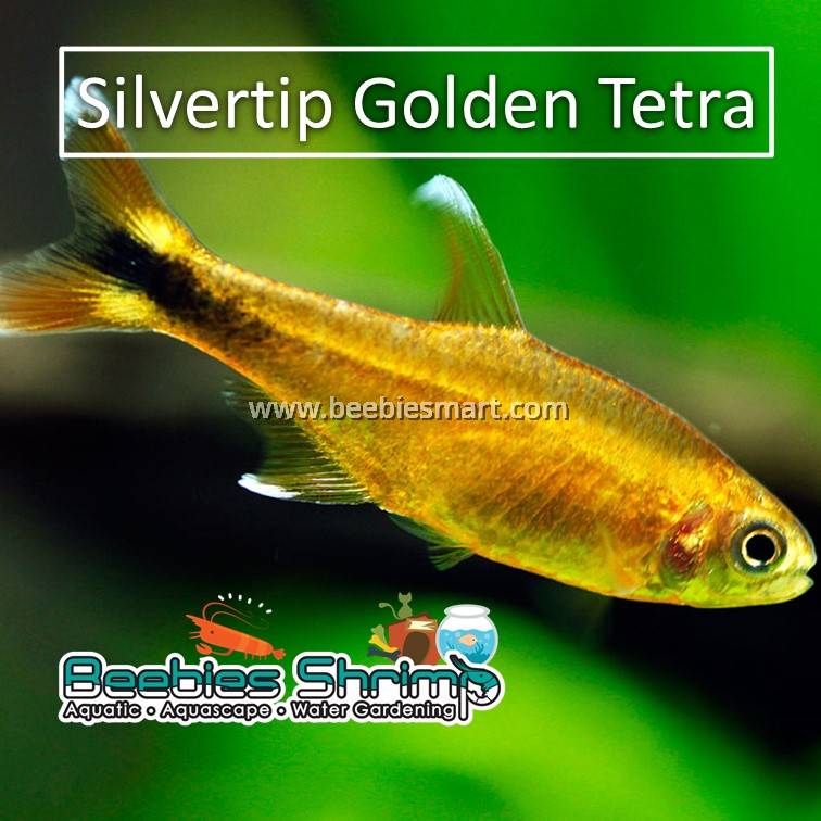 golden tetra