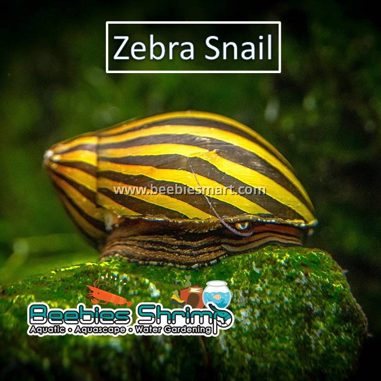 Zebra Nerite Snail