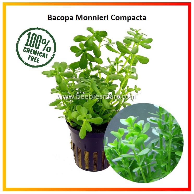 Bacopa Monnieri Compacta