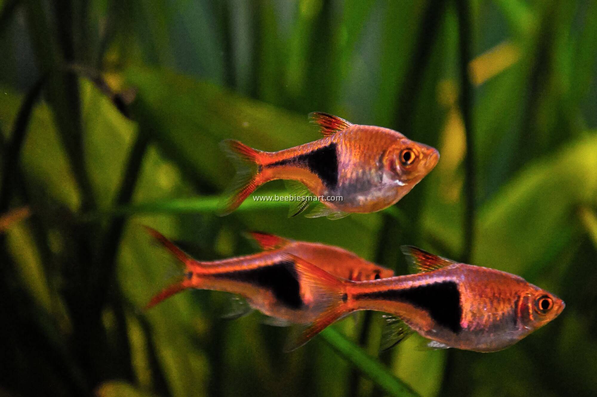 Harlequin rasbora