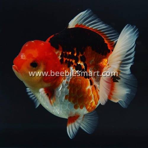 Shogun Oranda Goldfish