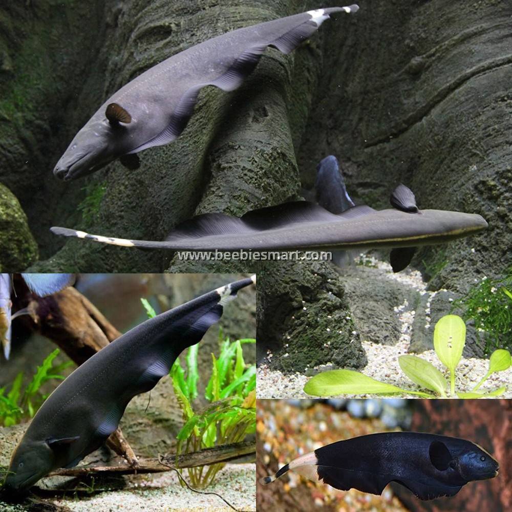 Black Ghost Knife Fish