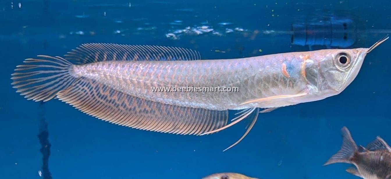 Arowana Silver