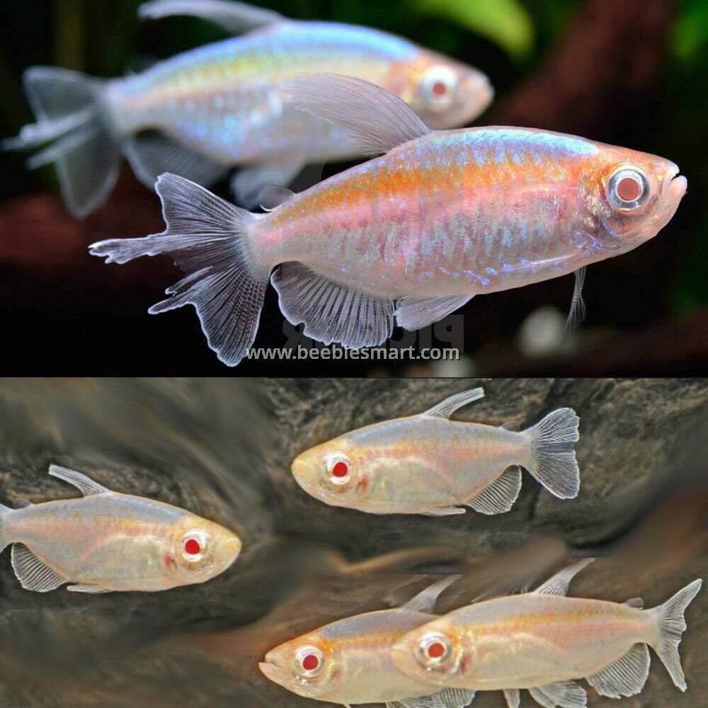 Albino Congo Tetra