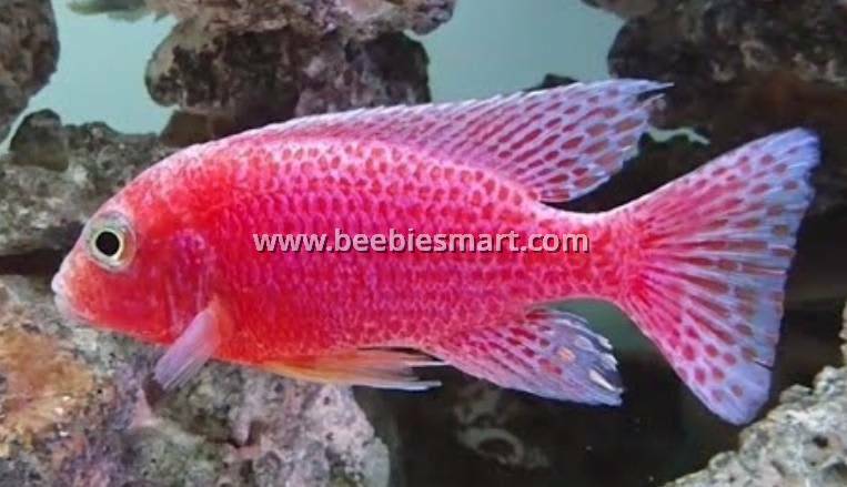 Pink Peacock Cichlid