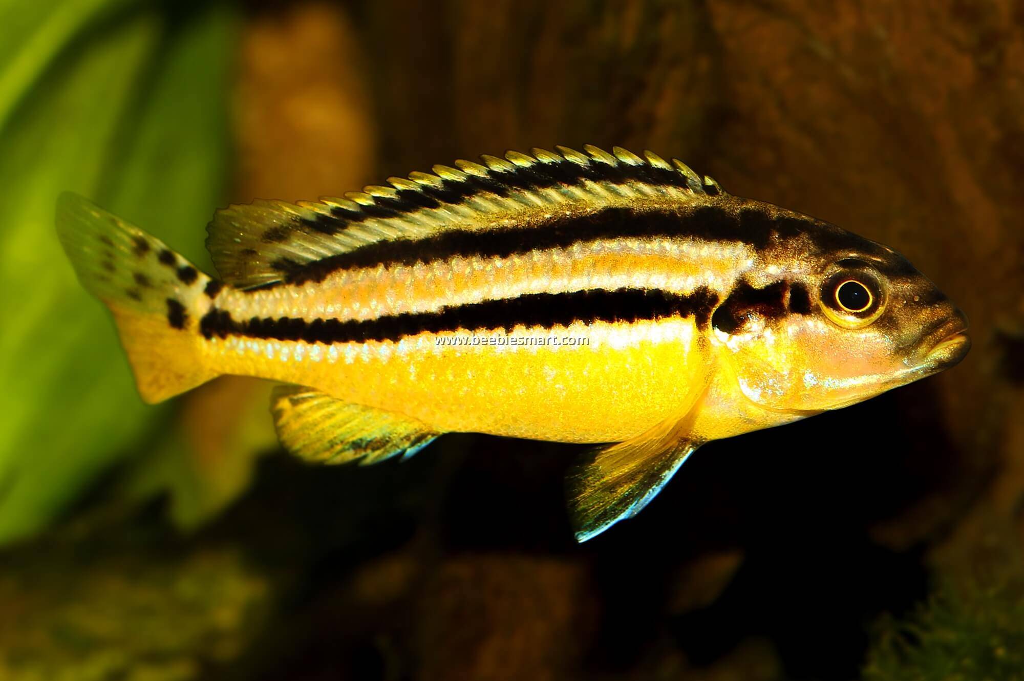Golden Mbuna Cichlid