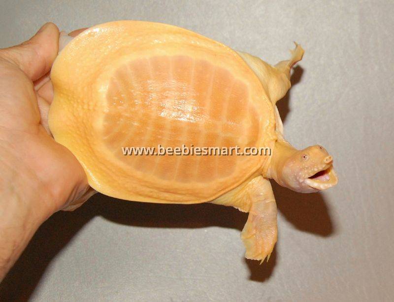 Albino softshell turtle