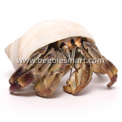 Hermit Crab Big