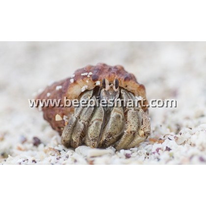 Hermit Crab Big Purple