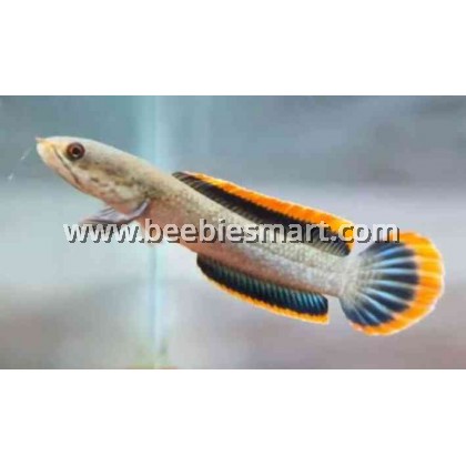Channa Limbata Baby