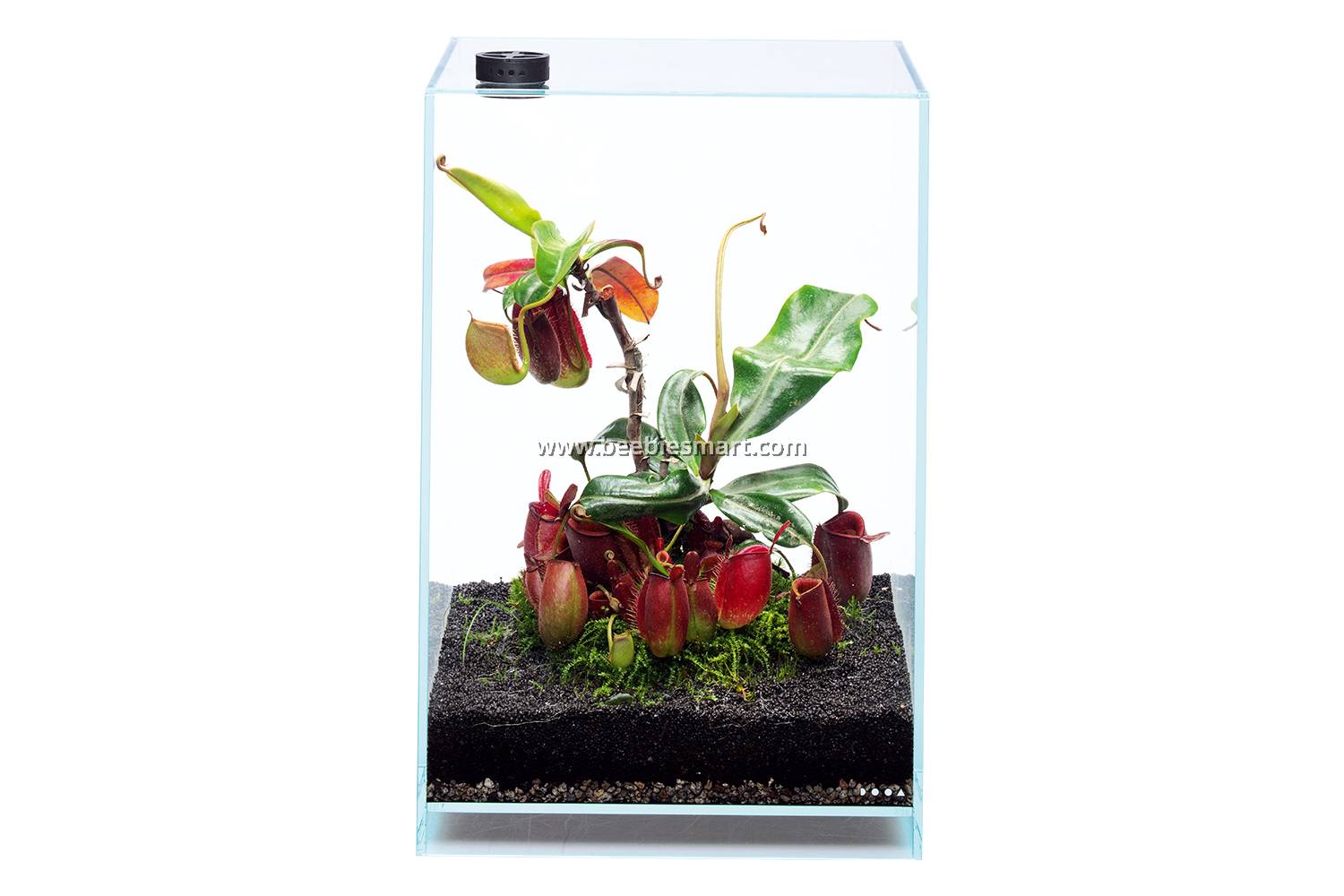 ADA DOOA NEO Glass Cover ADA NEO Glass Cover 15x15 Aquarium Glass