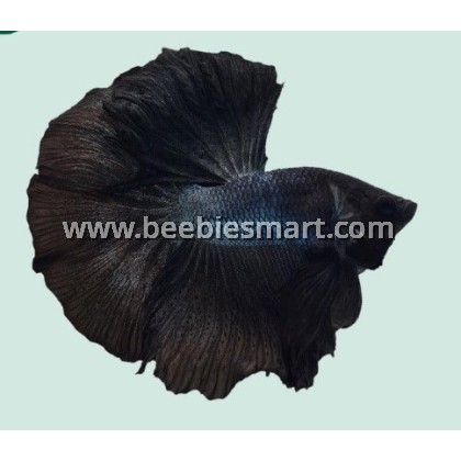 black betta fish for sale