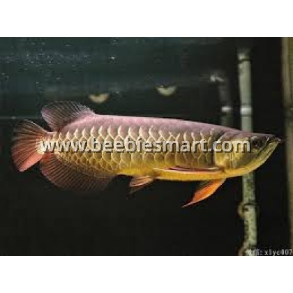 HIGH BACK RED TAIL AROWANA