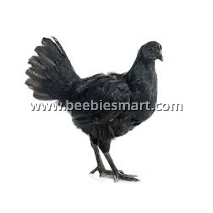 AYAM CEMANI