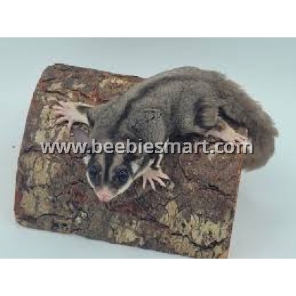 SUGAR GLIDER