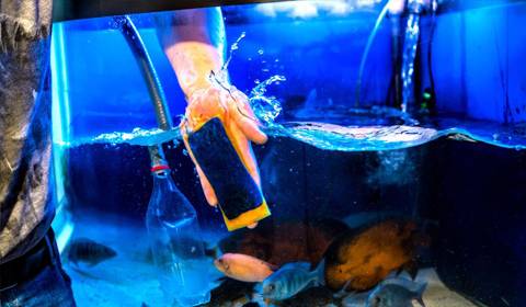 Beebiesmart Malaysia S First Largest Online Aquatic Pet Store Fish Marine Life Arowana Small Animals Reptiles Exotic Animals Dogs And Cats