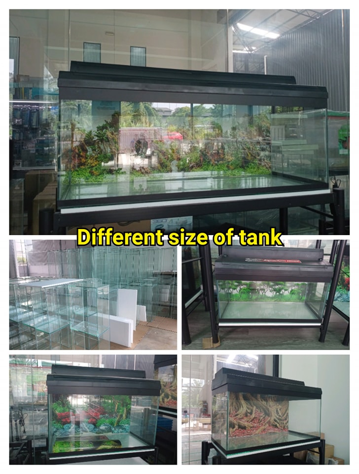 Big Aquariums and Customize aquariums Available at Beebies Aquatic