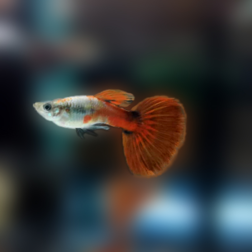 My First Guppy A Beginner S Guide To Guppy Care
