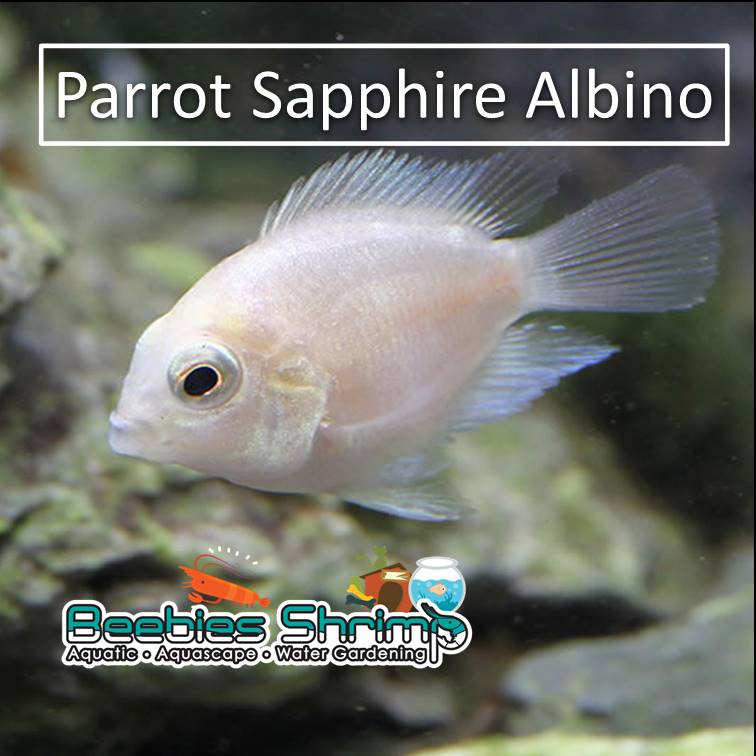 Parrot Sapphire Albino Parrot Sapphire Albino