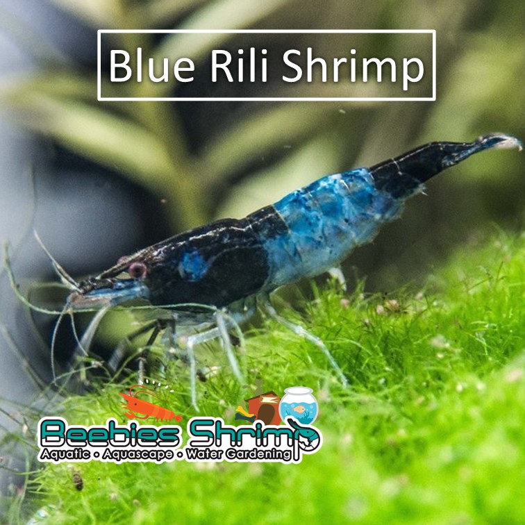 Blue Rili Shrimp (Neocaridina) | Beebies Shrimp Klang Selangor