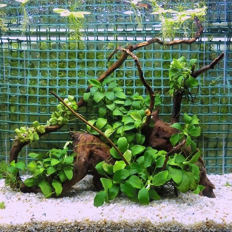 Anubias Nana on Wood