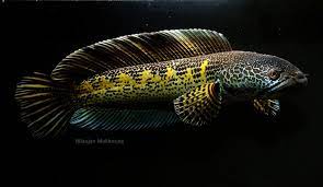CHANNA COBRA