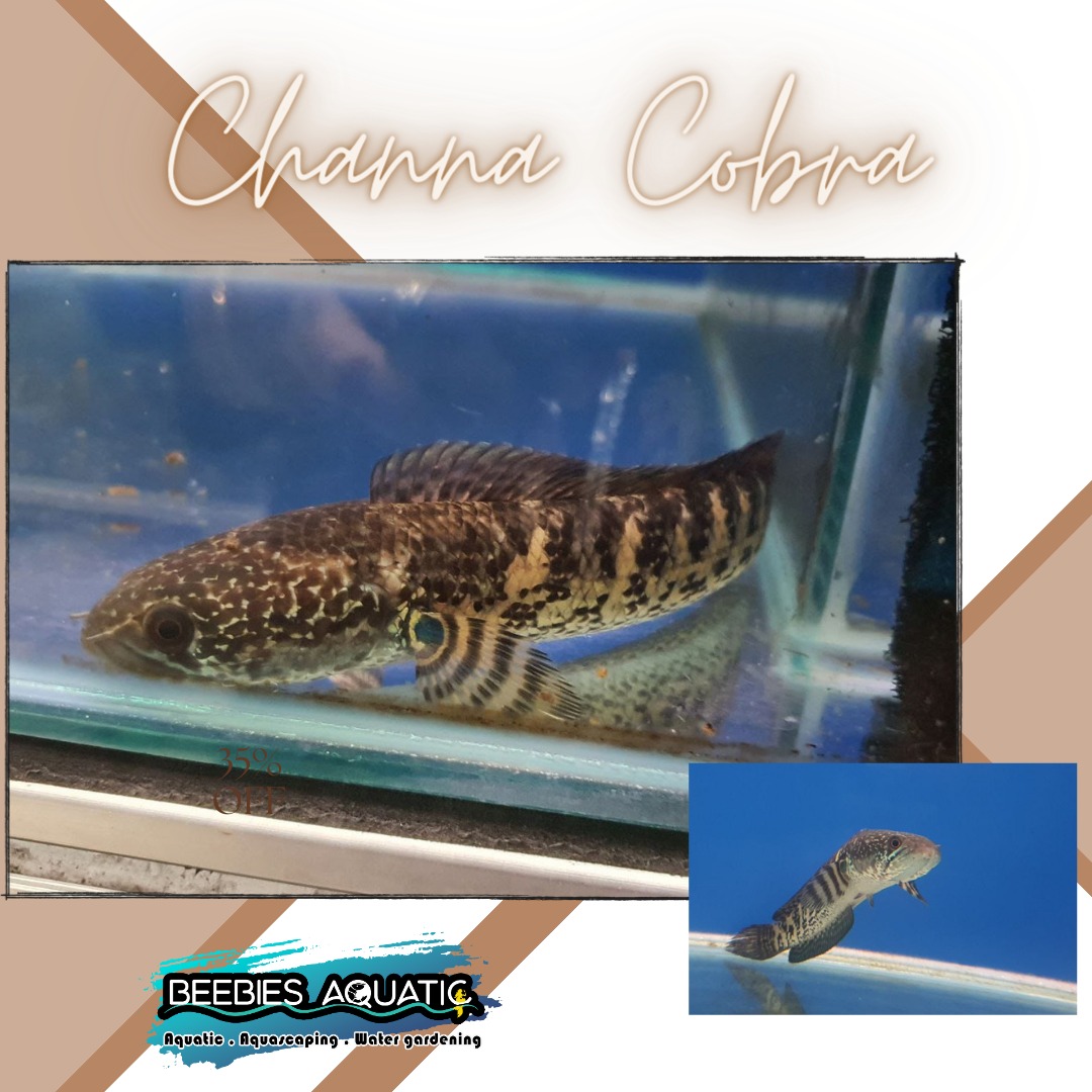 CHANNA COBRA (auranti 4 inch).Most Channa fish in Klang. Channa, Toman ...