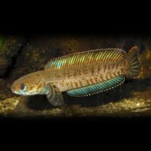 Channa Blue Bengal | Buy Dwarf Snakehead Fish | Beebies Shrimp Aquatic