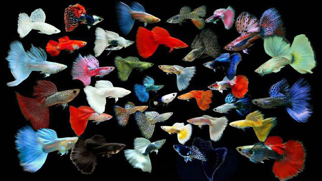 taking care of guppies