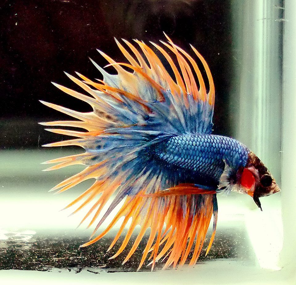Low-Maintenance Freshwater Fish for Beginners